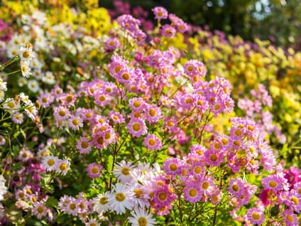 Conservatory Garden Tour