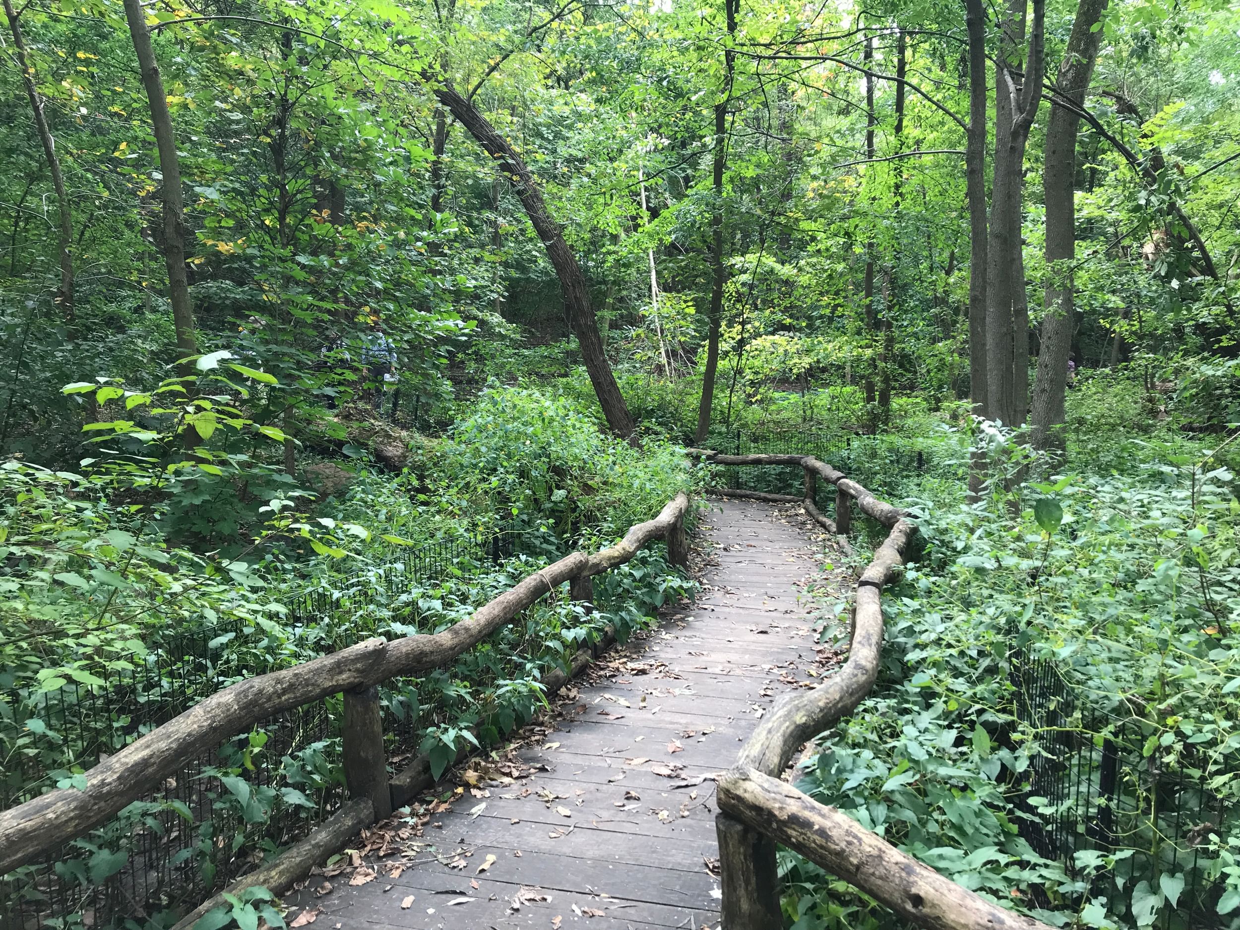 Lush green view of the wooden bridge pathway in the North Woods