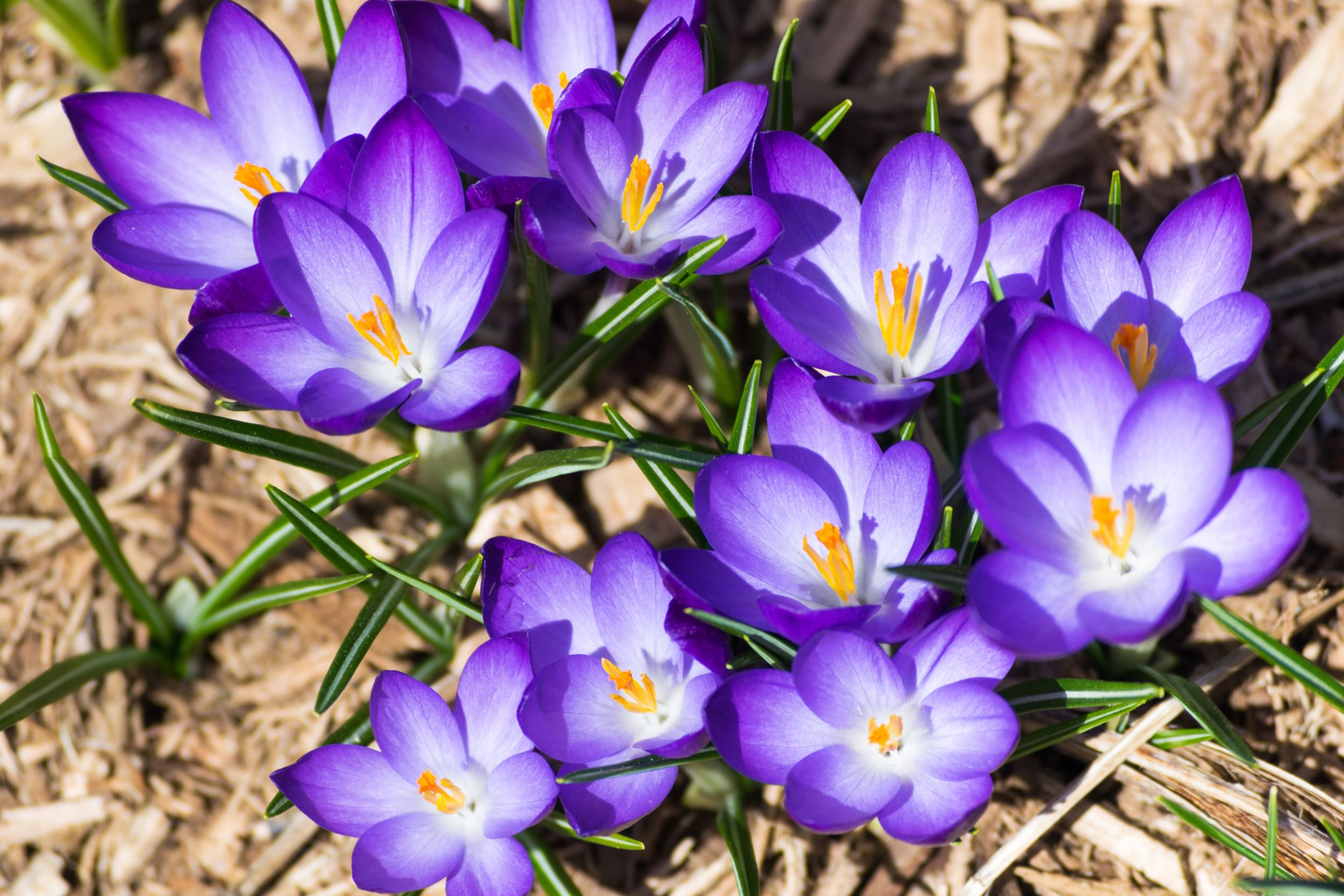 Small purple crocuses