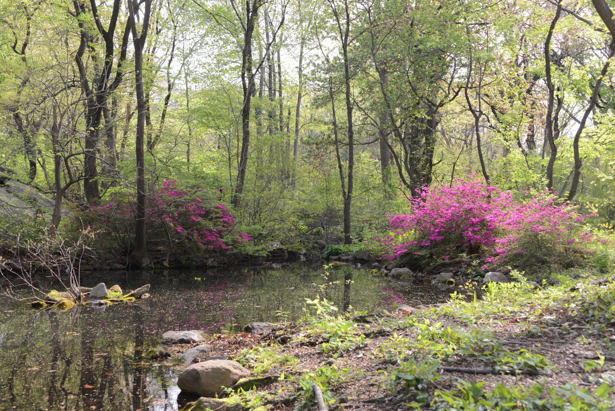The Azalea Pond at the Ramble, Central Park NYC
