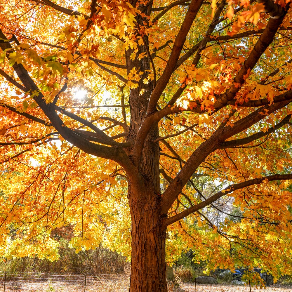 Wollman Rink | Central Park Conservancy