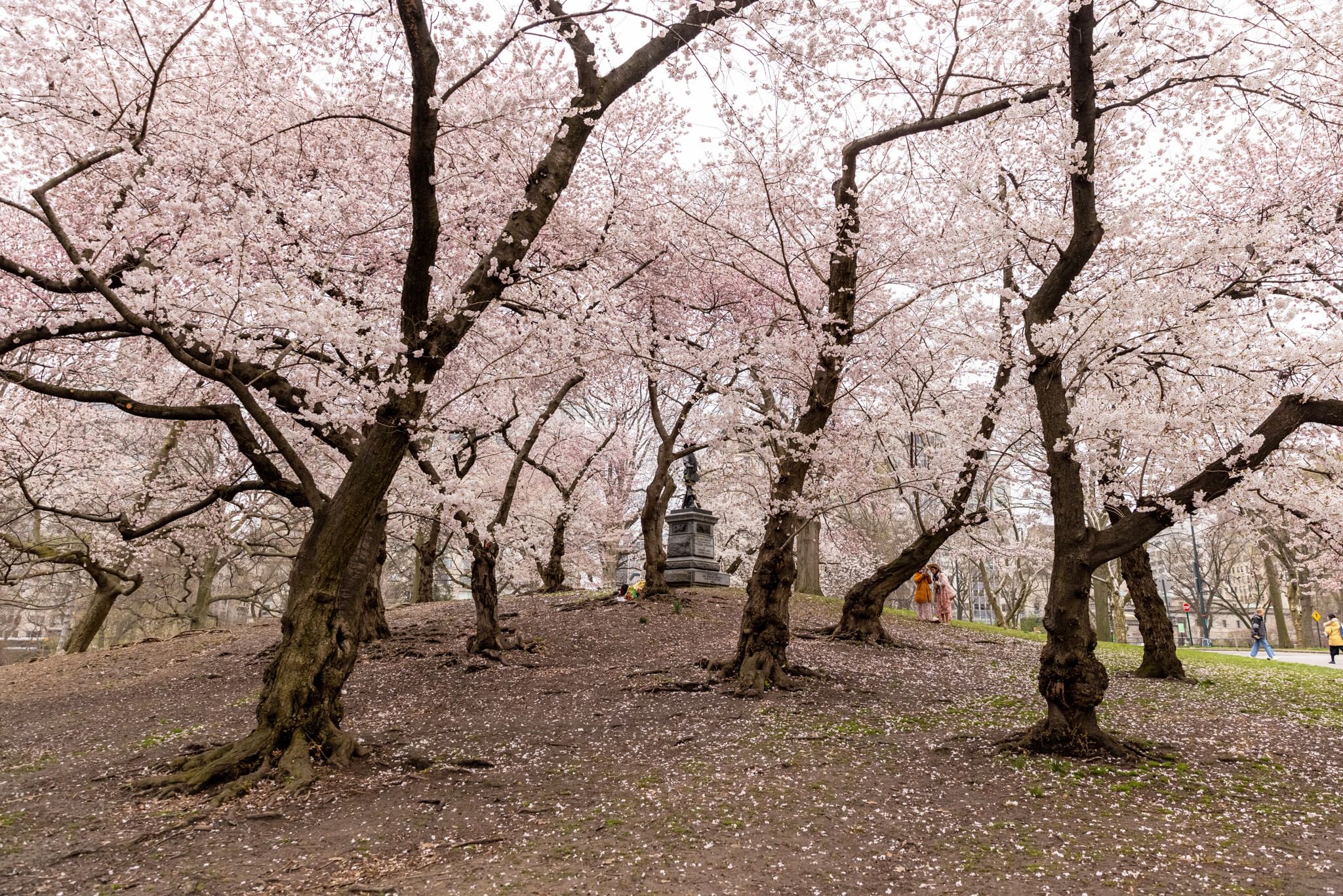 A hill filled with light pink cherry blossom trees in bloom.
