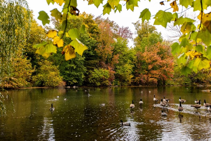 Ducks glide on the glassy surface of the Pool in autumn