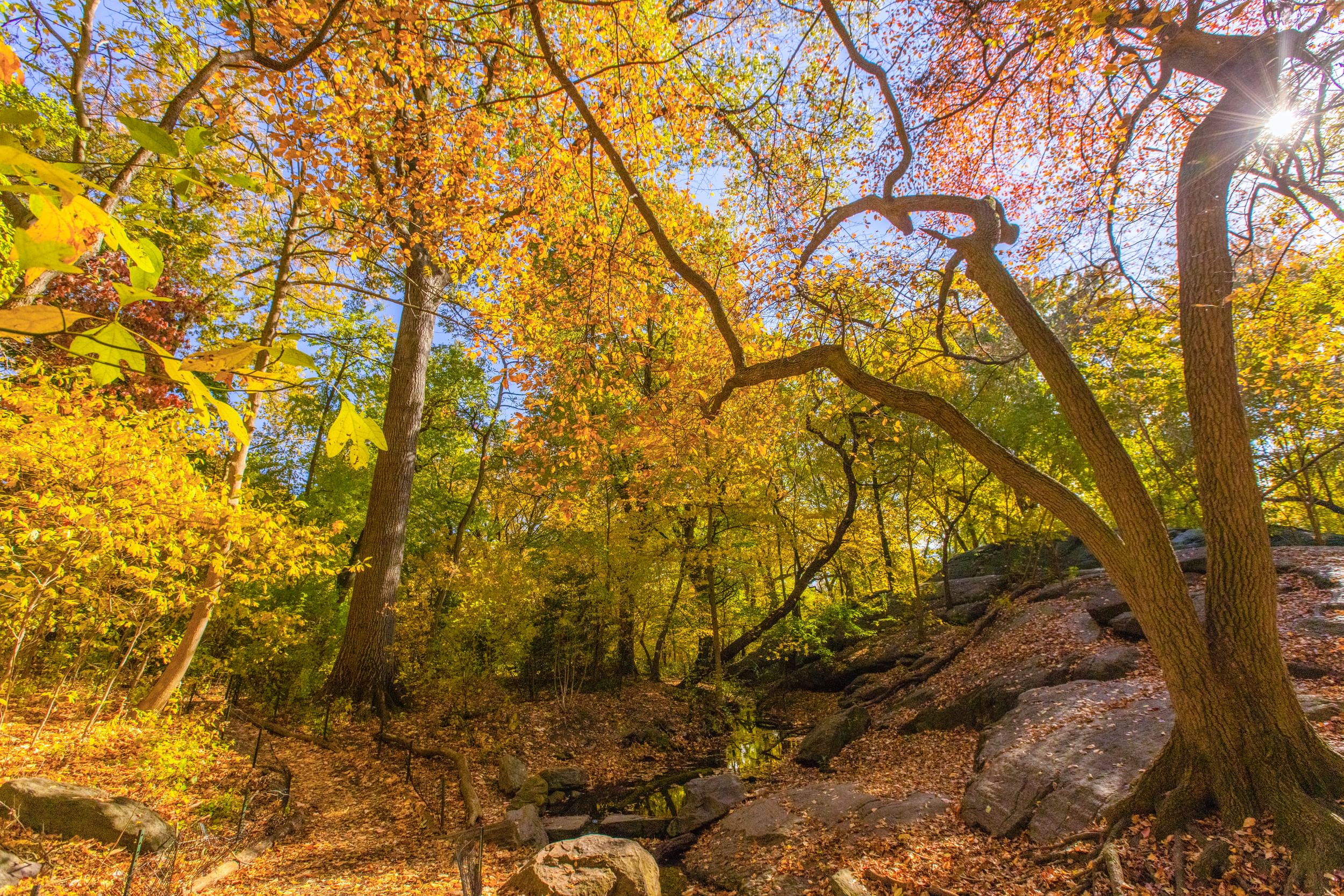 Great Central Park Hike