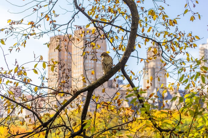 A hawk perches on a branch in autumn against a backdrop of fall colors and New York apartment buildings