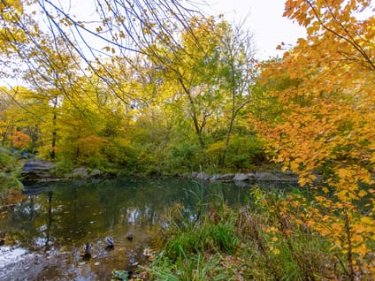 Central Park Woodland Walk: The North Woods