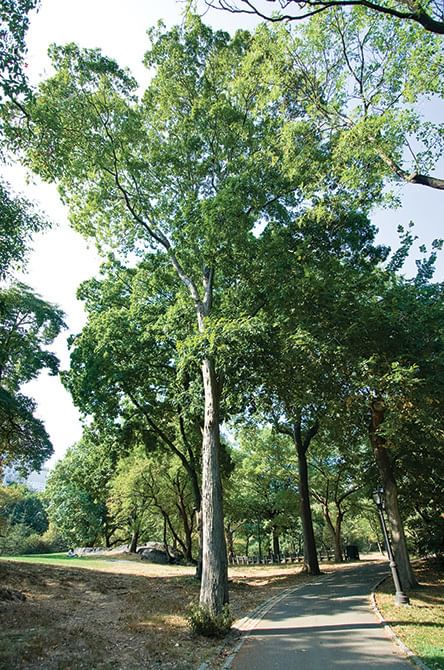 Shagbark Hickory | Central Park Conservancy