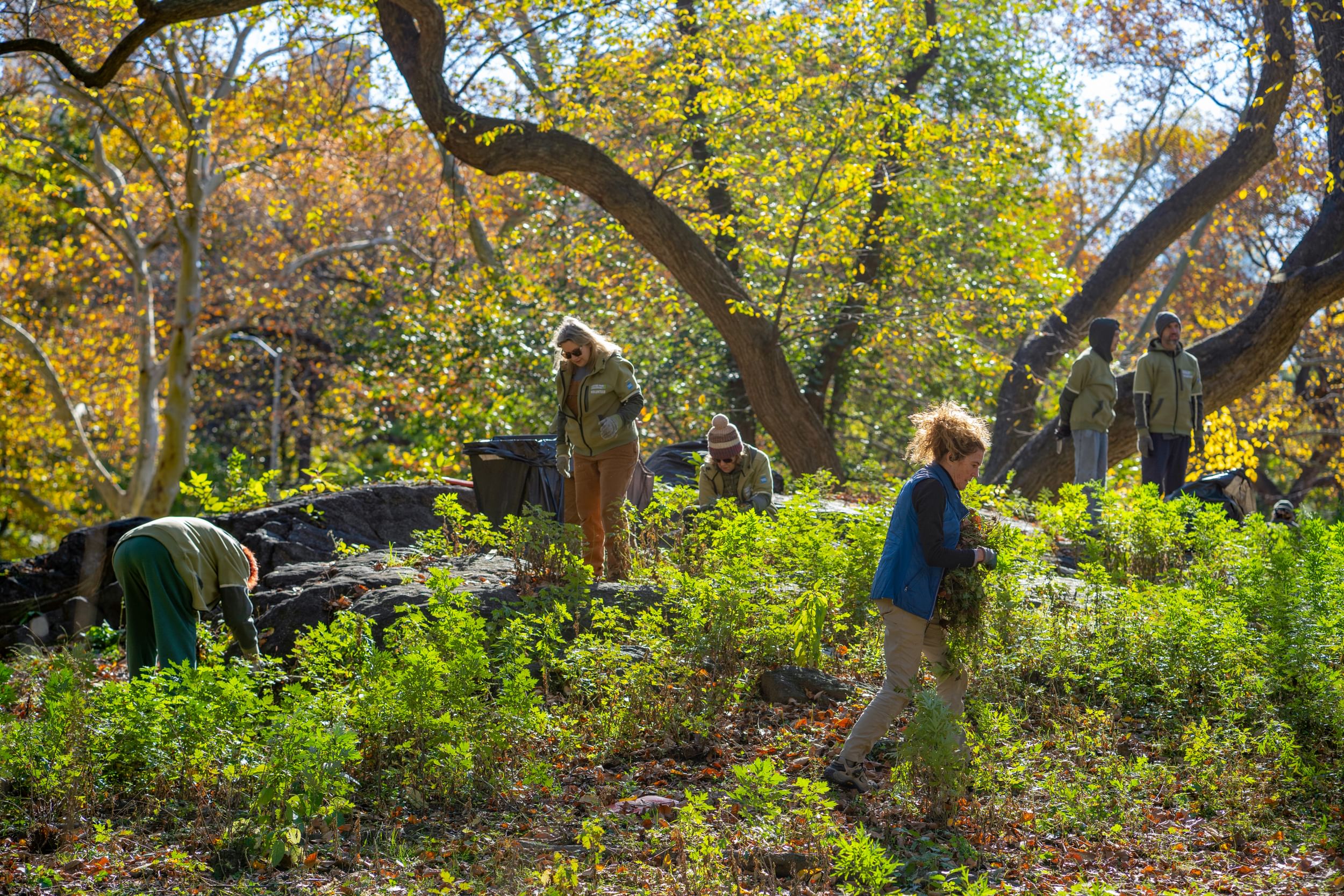 Volunteers working on a sunny fall day in Central Park.