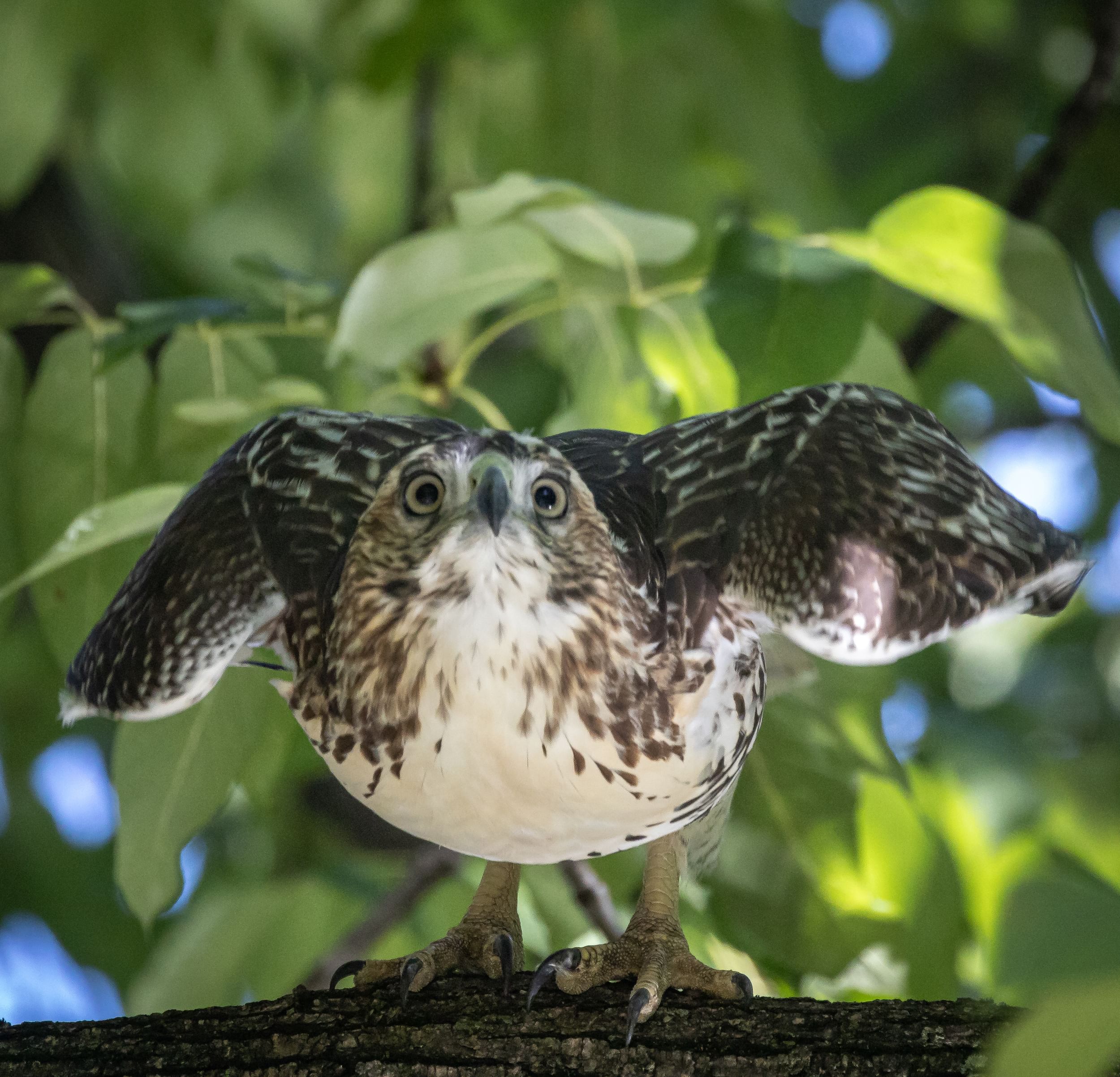 A red tailed hawk in a tree in Central Park, NYC