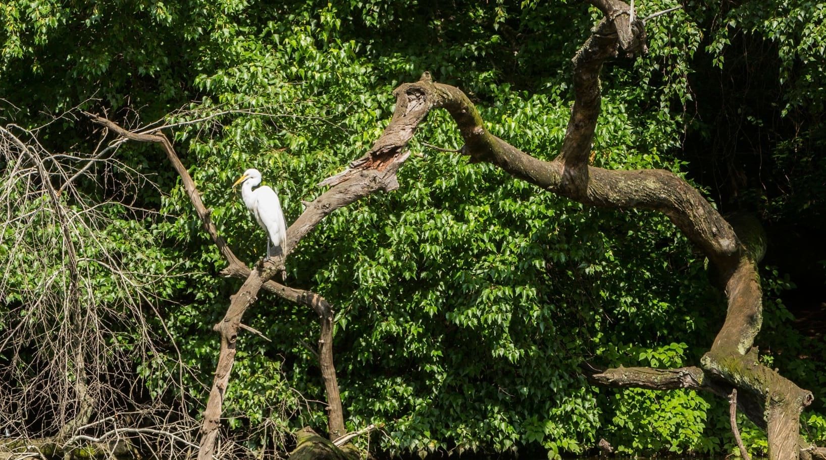 When is the Best Time of Day to Bird Watch: Ultimate Guide Revealed