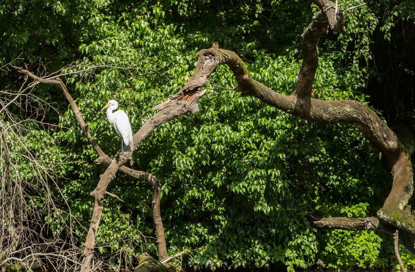 When is the Best Time of Day to Bird Watch: Ultimate Guide Revealed