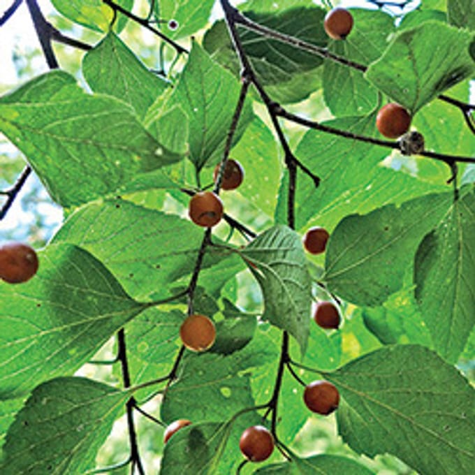Hackerberry Common Hackberry | Central Park Conservancy