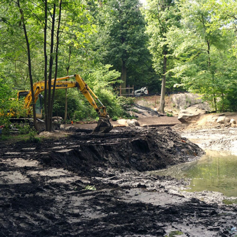The Ravine Project Restoration of the Ravine | Central Park Conservancy